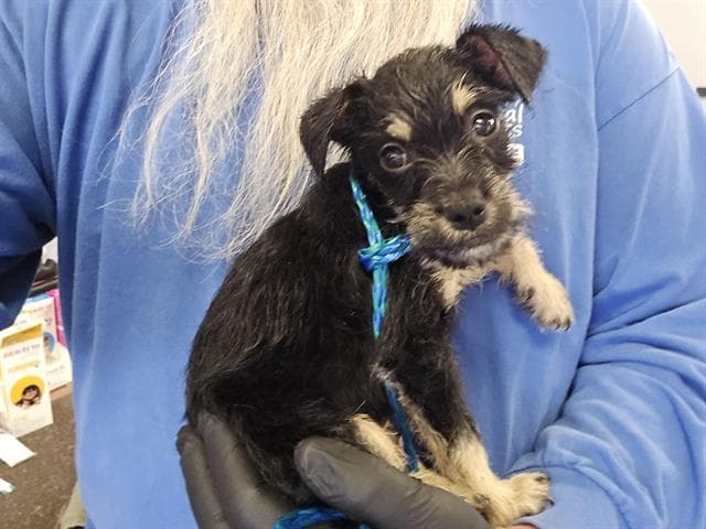 Apple - Norfolk Terrier