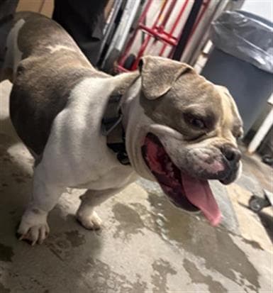 Grayson - English Bulldog