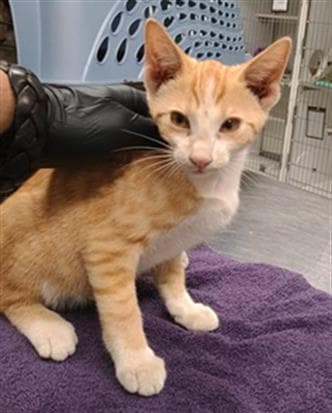 Unknown - Domestic Short Hair