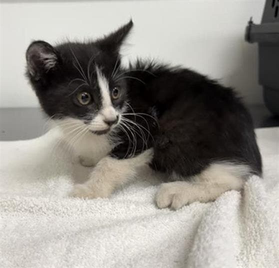 Unknown - Domestic Short Hair
