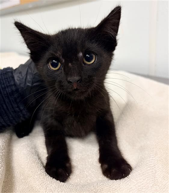 Unknown - Domestic Short Hair