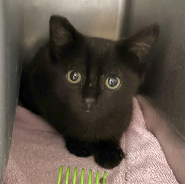 Unknown - Domestic Short Hair