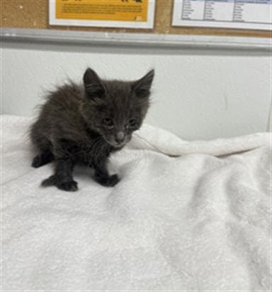 Unknown - Domestic Medium Hair