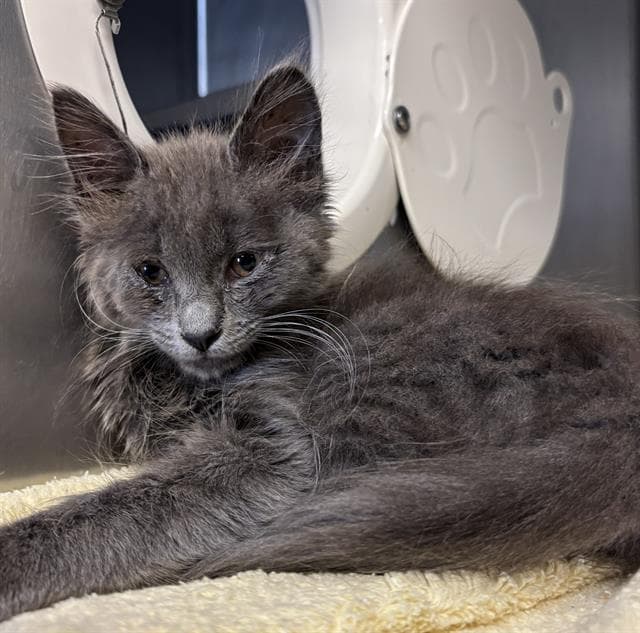 Unknown - Domestic Medium Hair