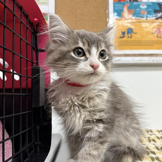 Gus - Domestic Long Hair