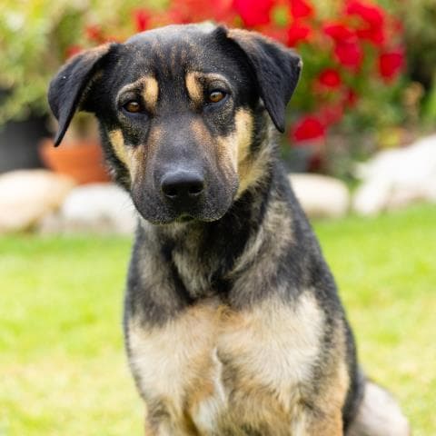 Waylon - German Shepherd Dog