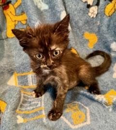 Freedom - Domestic Medium Hair