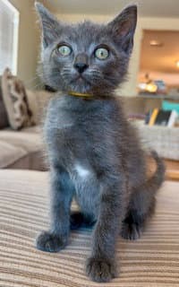 Sterling - Domestic Short Hair