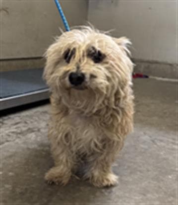 Tobie - Cairn Terrier