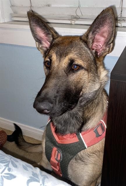 Honey - Belgian Shepherd Malinois