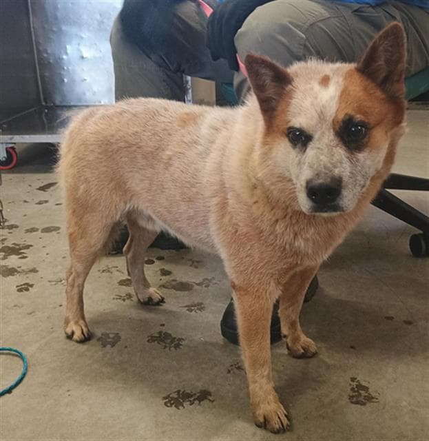 Tanner - Australian Cattle Dog/Blue Heeler