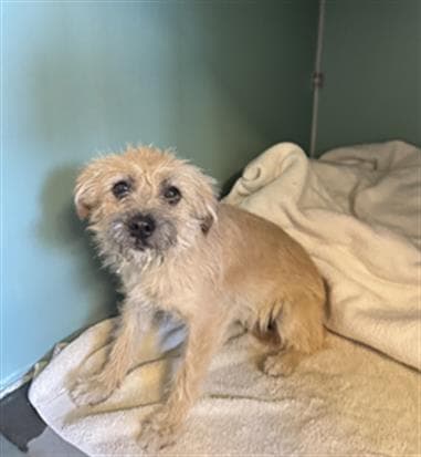 Crissy - Border Terrier