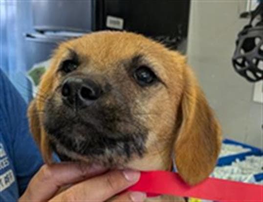 Elsie - Border Terrier