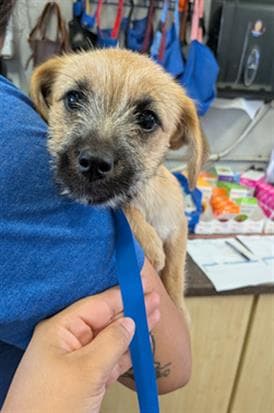 Fiona - Border Terrier