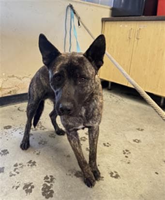 Unknown - German Shepherd Dog