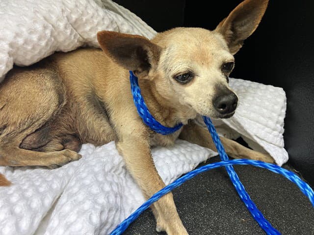 Stewart - Chihuahua
