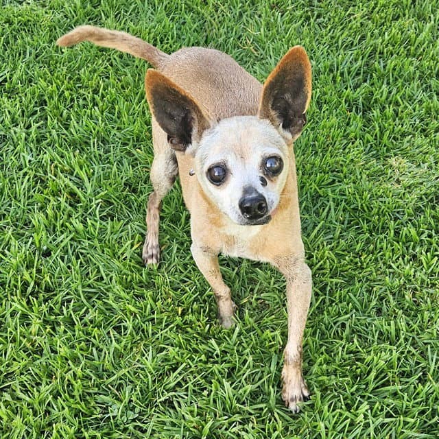 Stewart - Chihuahua