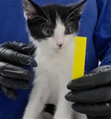 Mike - Domestic Short Hair