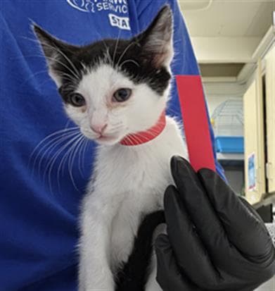 Tapatio - Domestic Short Hair