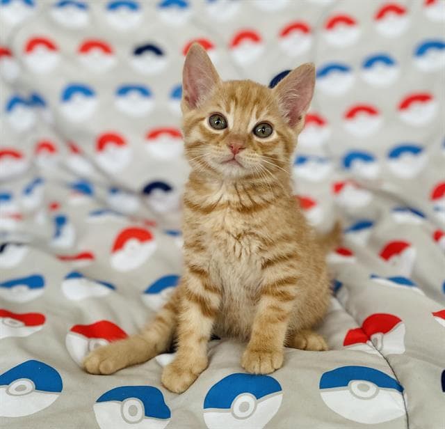Litten - Domestic Short Hair