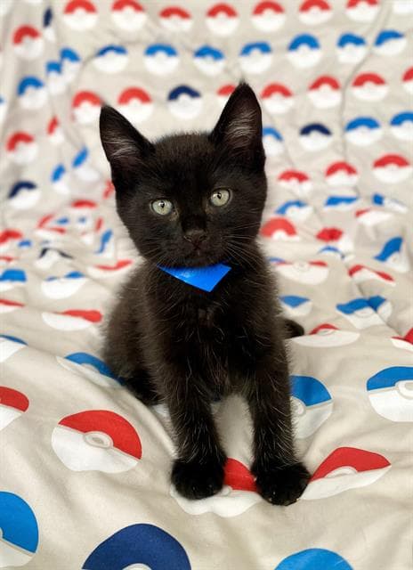 Onyx - Domestic Short Hair