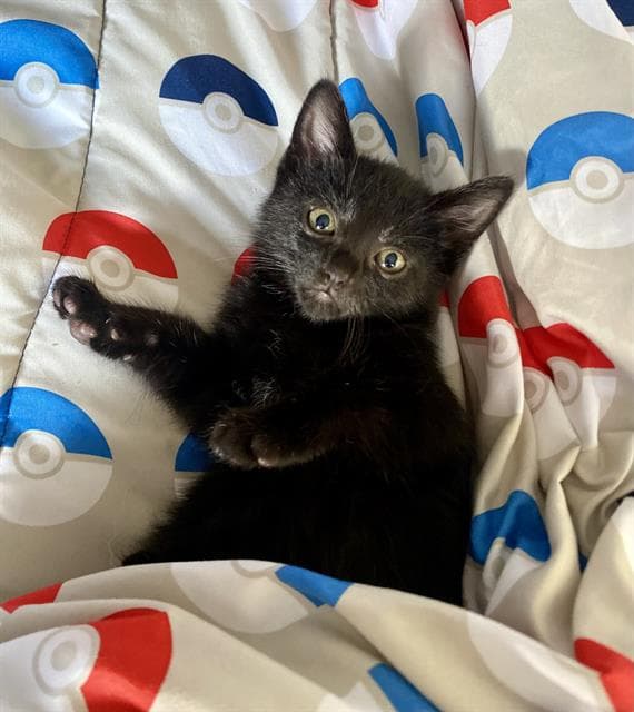 Eevee - Domestic Short Hair