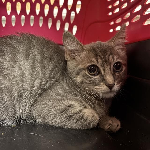 Nyla - Domestic Short Hair