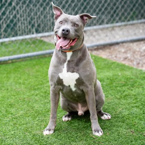 Novio - Pit Bull Terrier