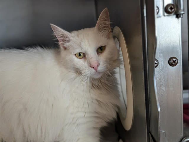 Fabio - Turkish Angora