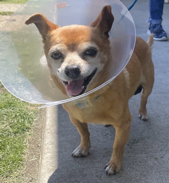 Abner - Chihuahua