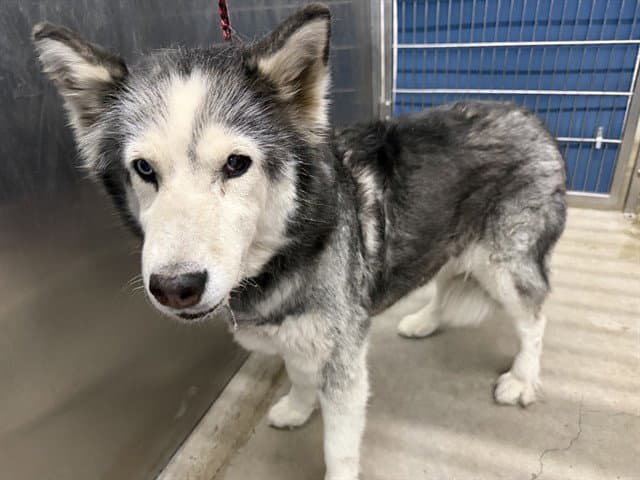 Blinky - Husky