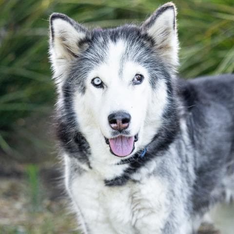 Blinky - Husky
