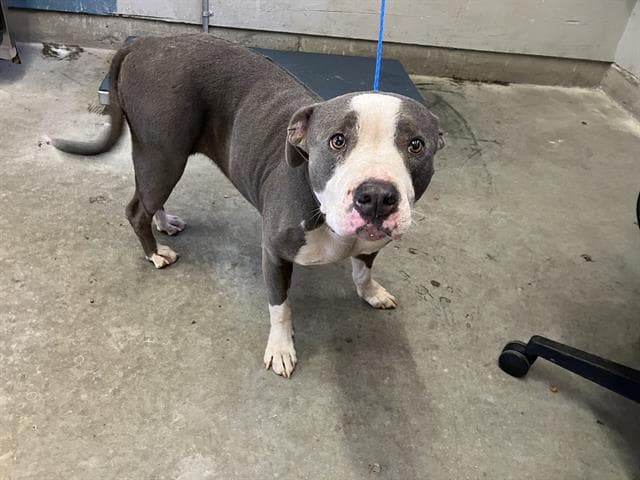 Unknown - Pit Bull Terrier