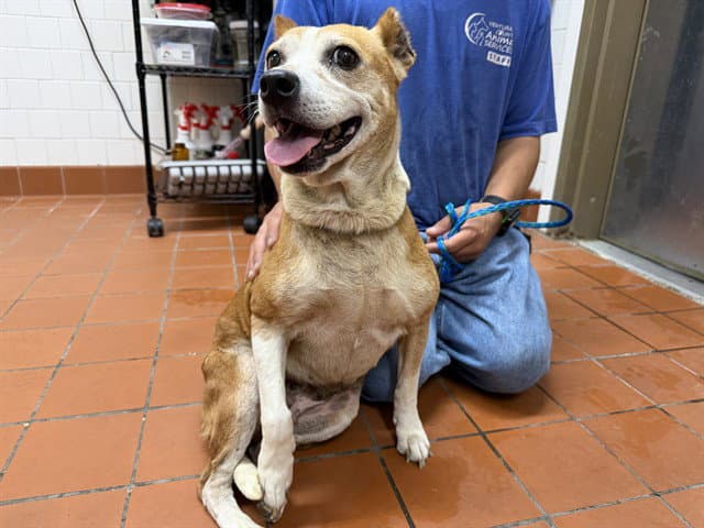 Unknown - American Pit Bull Terrier