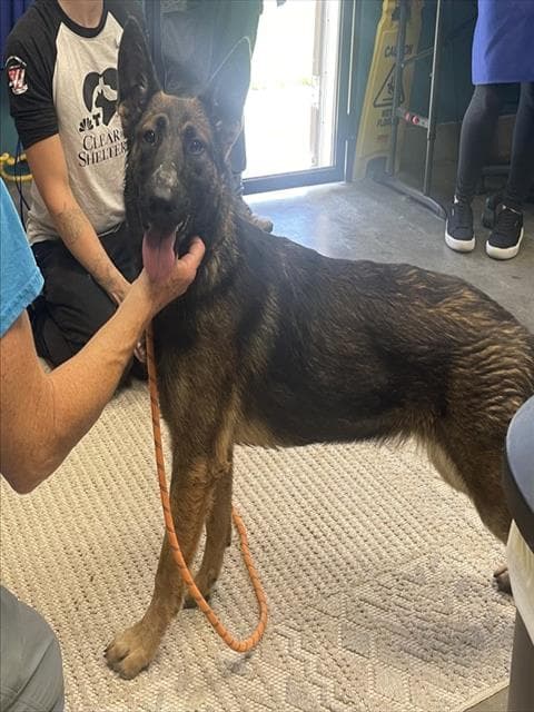 Phoebe - Belgian Shepherd Malinois