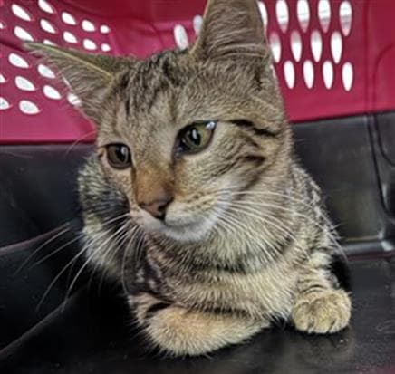 Unknown - Domestic Short Hair