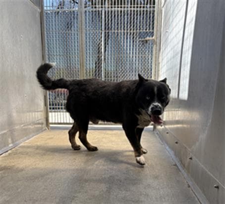 Unknown - Australian Cattle Dog/Blue Heeler