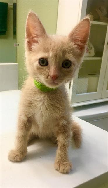 Ro-Meow - Domestic Short Hair