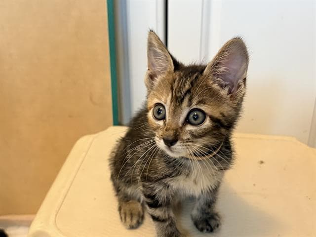 Sassafras - Domestic Short Hair