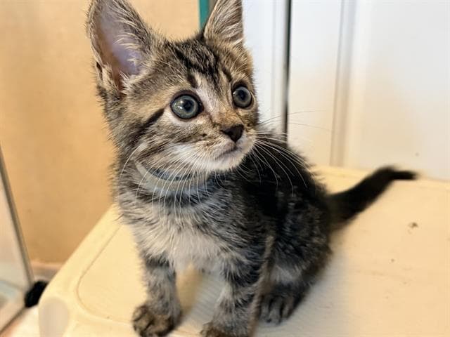 Razzmatazz - Domestic Short Hair