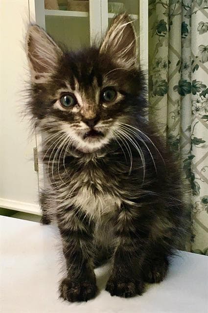 Maestro - Domestic Medium Hair