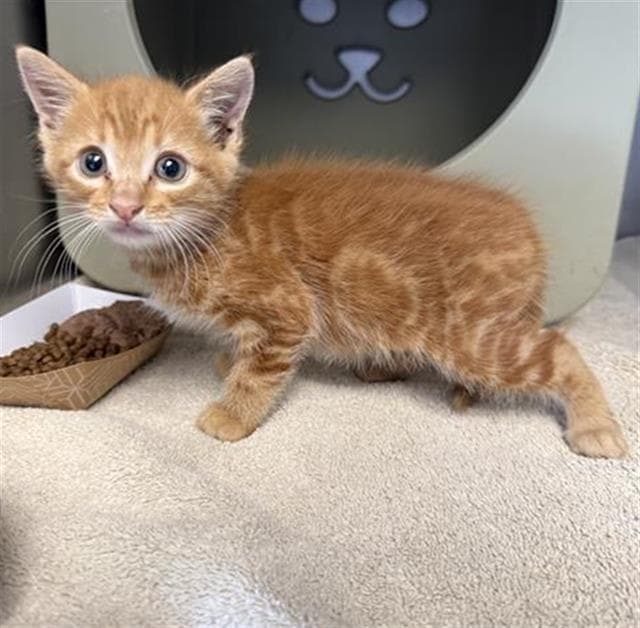 Samurai - Domestic Short Hair