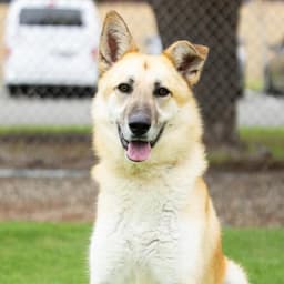 Ozzie image 1