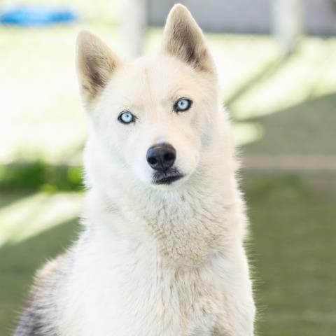 Snowball - Siberian Husky