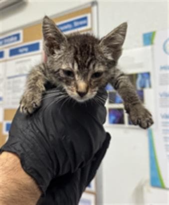 Unknown - Domestic Short Hair