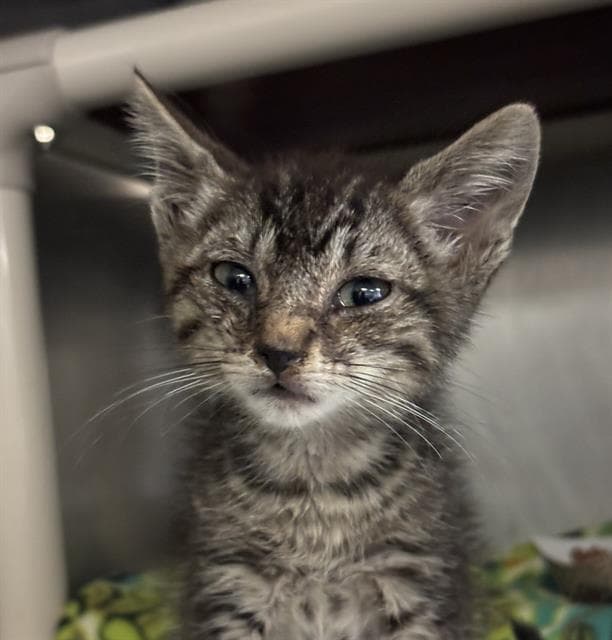 Unknown - Domestic Short Hair