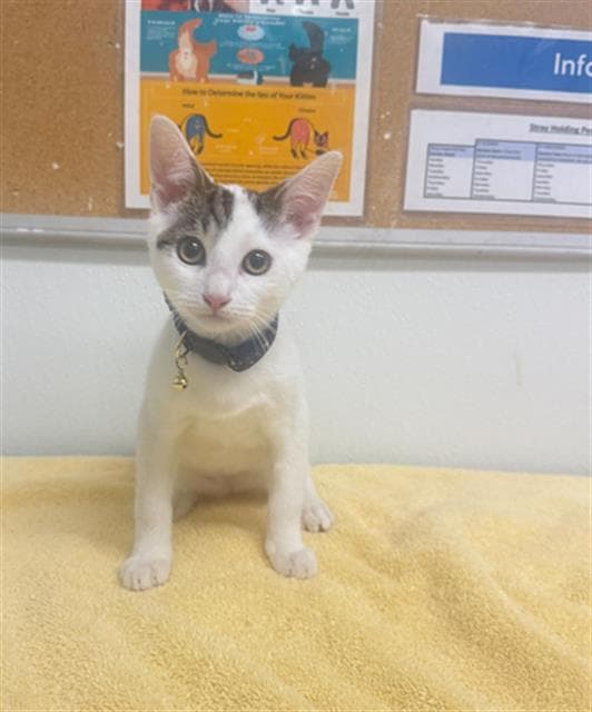 Unknown - Domestic Short Hair