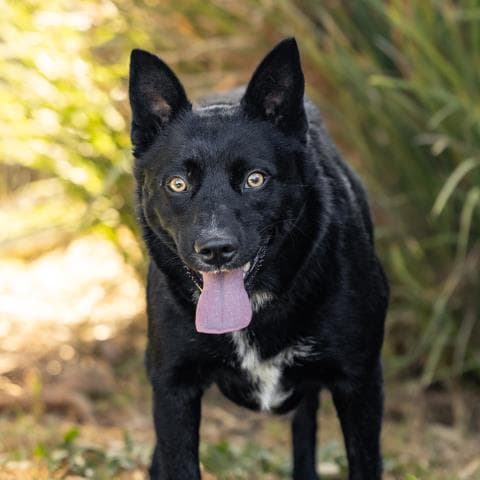 Unknown - Australian Kelpie