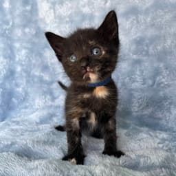 Charlie image 1