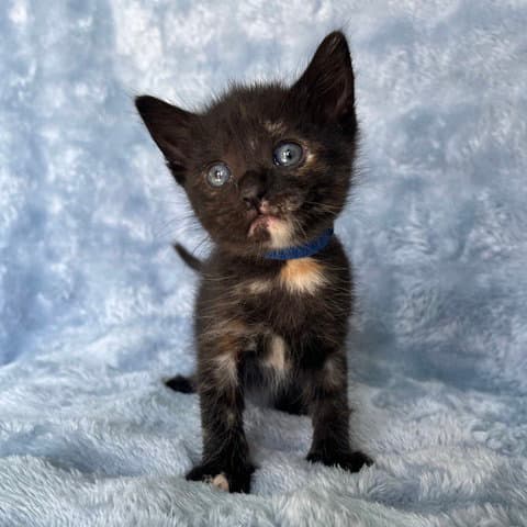 Charlie - Domestic Short Hair